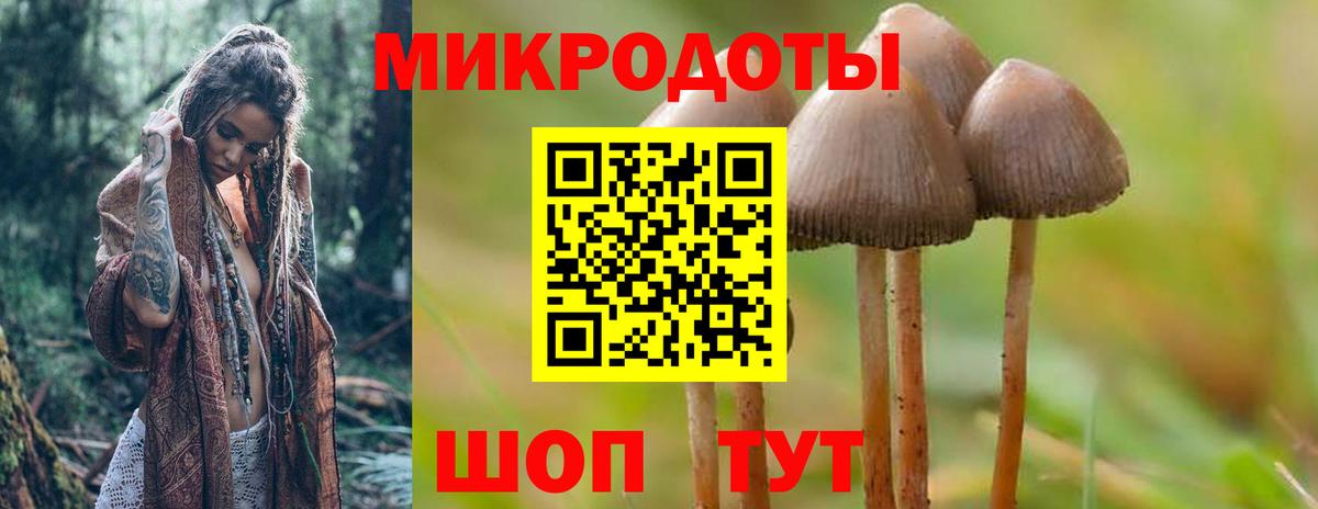 Псилоцибиновые грибы Cubensis Торжок
